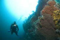 summer 2008 at scubadive west