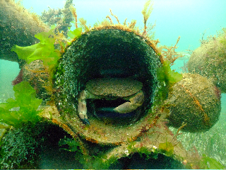 Edible Crab, Little Killary Cove Shore Dive Edible Crab, Little Killary Cove Shore Dive