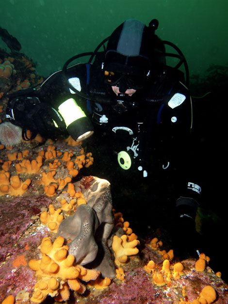 Island Dive Safari, Inis Boffin Island Dive Safari, Inis Boffin