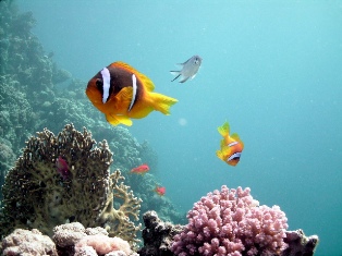 Red Sea Diving Holiday