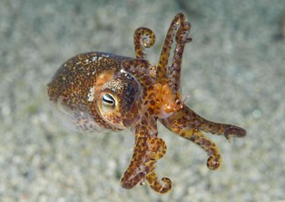 Little Cuttle Fish