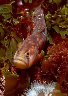Butterfish