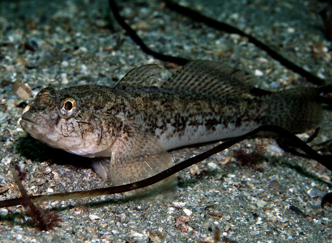 Black Goby
