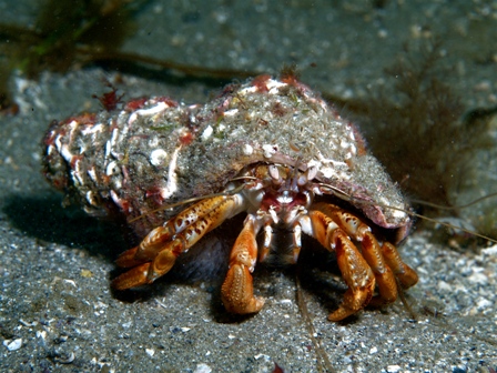 Hermit Crab