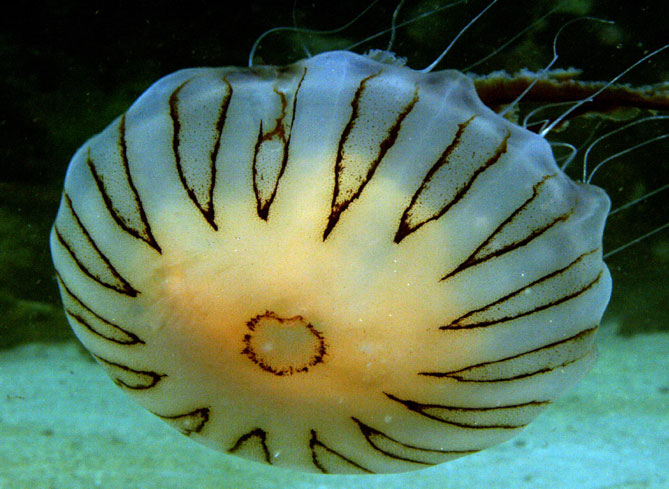 Compass Jellyfish