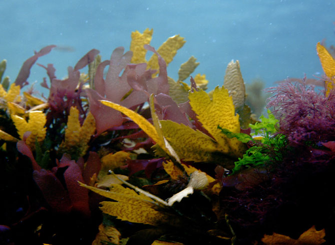 Shore Diving @ Scubadive West in Galway