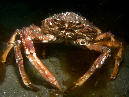Spiny Spider Crab