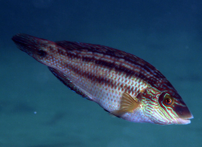 Corkwing Wrasse