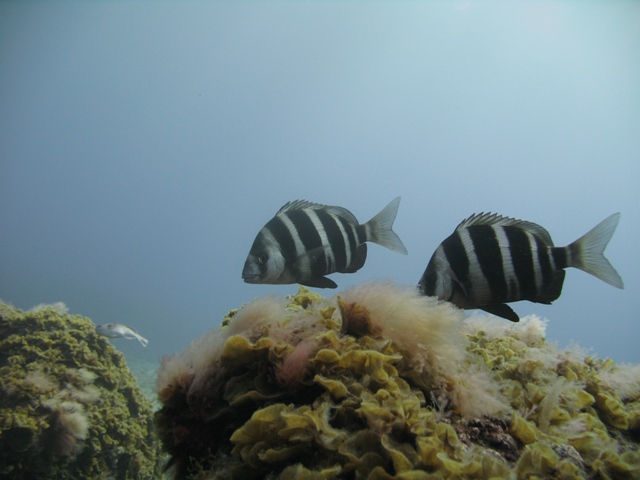 Scuba Diving in El Hierro